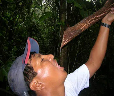 rainforest Ecuador